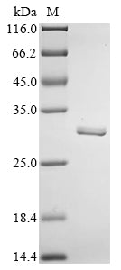 Greater than 90% as determined by SDS-PAGE.