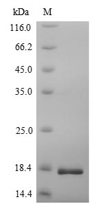 Greater than 90% as determined by SDS-PAGE.Recombinant Human Voltage-Dependent Calcium Channel Subunit Alpha-2/Delta-1 (CACNA2D1) Protein (His)