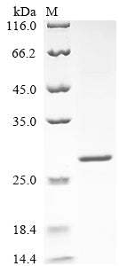 Greater than 85% as determined by SDS-PAGE.