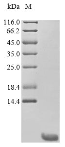 Greater than 90% as determined by SDS-PAGE.Recombinant Human Calcitonin (CALCA) Protein (His)
