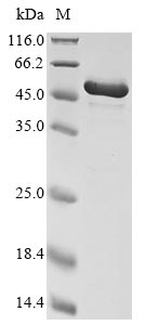 Greater than 85% as determined by SDS-PAGE.Recombinant Chinese Hamster Calreticulin (CALR) Protein (His)