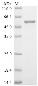 Greater than 85% as determined by SDS-PAGE.