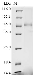 Greater than 90% as determined by SDS-PAGE.Recombinant Mouse Calreticulin (CALR) Protein (SKIK&His)