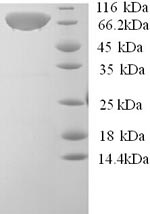 Greater than 90% as determined by SDS-PAGE.