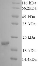 Greater than 90% as determined by SDS-PAGE.