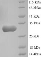 Greater than 90% as determined by SDS-PAGE.