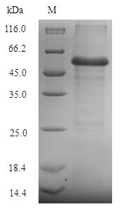 Greater than 90% as determined by SDS-PAGE.Recombinant Saccharomyces Cerevisiae Cystathionine Beta-Synthase (CYS4) Protein (His)