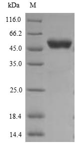 Greater than 85% as determined by SDS-PAGE.Recombinant Human G2/Mitotic-Specific Cyclin-B1 (CCNB1) Protein (His)