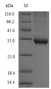 Greater than 90% as determined by SDS-PAGE.Recombinant Human T-Cell Surface Glycoprotein Cd1C (CD1C) Protein (His)