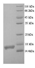 Greater than 90% as determined by SDS-PAGE.