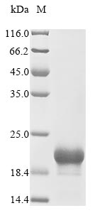 Greater than 85% as determined by SDS-PAGE.Recombinant Human Cmrf35-Like Molecule 7 (CD300LB) Protein (His)