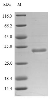 Greater than 85% as determined by SDS-PAGE.Recombinant Human Adp-Ribosyl Cyclase/Cyclic Adp-Ribose Hydrolase 1 (CD38) Protein (His)
