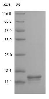 Greater than 90% as determined by SDS-PAGE.Recombinant Human T-Cell Surface Glycoprotein Cd3 Epsilon Chain (CD3E) Protein (His/Tag-Free)
