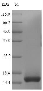 Greater than 90% as determined by SDS-PAGE.Recombinant Mouse T-Cell Surface Glycoprotein Cd3 Epsilon Chain (CD3E) Protein (His)