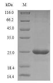 Greater than 90% as determined by SDS-PAGE.Recombinant Human Cd40 Ligand (CD40LG) Protein (His)