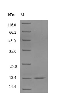 Greater than 90% as determined by SDS-PAGE.