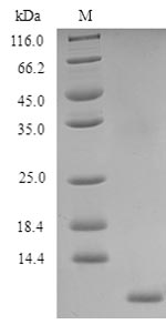 Greater than 90% as determined by SDS-PAGE.