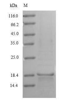 Greater than 90% as determined by SDS-PAGE.