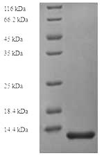Greater than 90% as determined by SDS-PAGE.Recombinant Human Cd81 Antigen (CD81) Protein (His)