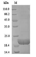 Greater than 90% as determined by SDS-PAGE.