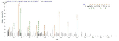 Based on the SEQUEST from database of Yeast host and target protein, the LC-MS/MS Analysis result of this product could indicate that this peptide derived from Yeast-expressed Homo sapiens (Human) CD8A.Recombinant Human T-Cell Surface Glycoprotein Cd8 Alpha Chain (CD8A) Protein (His)