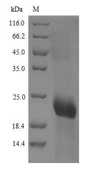 Greater than 90% as determined by SDS-PAGE.