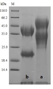 Greater than 85% as determined by SDS-PAGE.