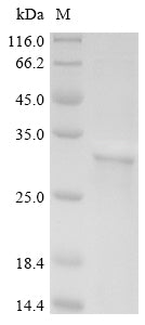 Greater than 85% as determined by SDS-PAGE.Recombinant Human Cerebellar Degeneration-Related Antigen 1 (CDR1) Protein (His)