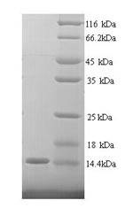 Greater than 90% as determined by SDS-PAGE.Recombinant Human Carcinoembryonic Antigen-Related Cell Adhesion Molecule 4 (CEACAM4) Protein (His)