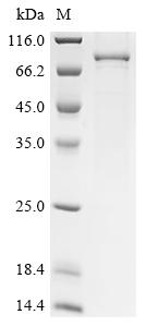 Greater than 90% as determined by SDS-PAGE.