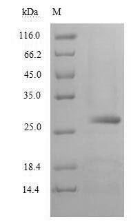 Greater than 90% as determined by SDS-PAGE.Recombinant Human Chymotrypsin-Like Elastase Family Member 2A (CELA2A) Protein (His)