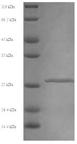 Greater than 90% as determined by SDS-PAGE.Recombinant Mouse Chymotrypsin-Like Elastase Family Member 2A (CELA2A) Protein (His)