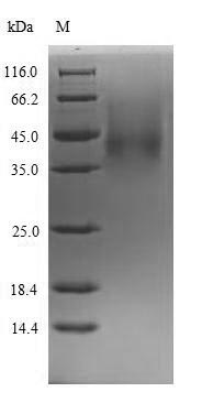 Greater than 90% as determined by SDS-PAGE.