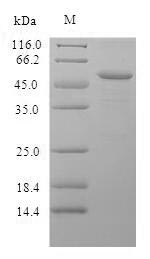 Greater than 90% as determined by SDS-PAGE.Recombinant Mouse Properdin (CFP) Protein (His)