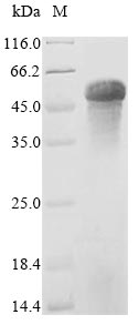 Greater than 85% as determined by SDS-PAGE.Recombinant Mouse Properdin (CFP) Protein (Myc&His)