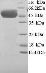 Greater than 90% as determined by SDS-PAGE.Recombinant Human Chromogranin-A (CHGA) Protein (His)