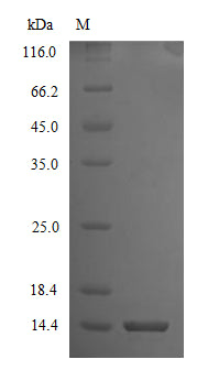 Greater than 90% as determined by SDS-PAGE.