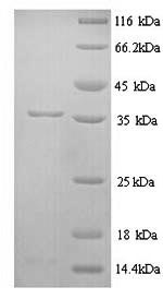 Greater than 90% as determined by SDS-PAGE.Recombinant Rat Muscarinic Acetylcholine Receptor M1 (CHRM1) Protein (His)