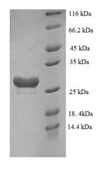 Greater than 90% as determined by SDS-PAGE.Recombinant Human Muscarinic Acetylcholine Receptor M3 (CHRM3) Protein (His)