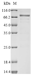 Greater than 85% as determined by SDS-PAGE.Recombinant Human Acetylcholine Receptor Subunit Alpha (CHRNA1) Protein (His-PDI)