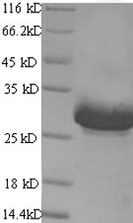 Greater than 90% as determined by SDS-PAGE.Recombinant Mouse Acetylcholine Receptor Subunit Alpha (CHRNA1) Protein (His/Tag-Free)