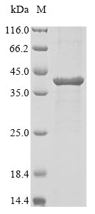 Greater than 85% as determined by SDS-PAGE.Recombinant Tetronarce Californica Acetylcholine Receptor Subunit Alpha (CHRNA1) Protein (His-sumostar)