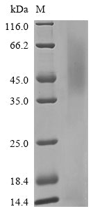Greater than 85% as determined by SDS-PAGE.Recombinant Human Neuronal Acetylcholine Receptor Subunit Alpha-3 (CHRNA3) Protein (His)