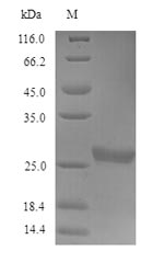 Greater than 90% as determined by SDS-PAGE.Recombinant Human Acetylcholine Receptor Subunit Gamma (CHRNG) Protein (His/Tag-Free)