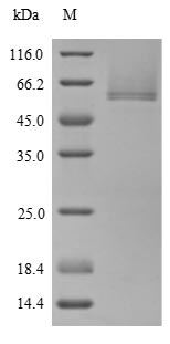 Greater than 90% as determined by SDS-PAGE.Recombinant Human Cartilage Intermediate Layer Protein 1 (CILP) Protein (His)