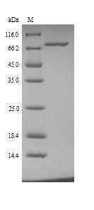 Greater than 90% as determined by SDS-PAGE.Recombinant Human Clathrin Interactor 1 (CLINT1) Protein (His)
