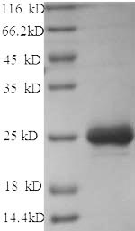 Greater than 90% as determined by SDS-PAGE.Recombinant Dog Chymase (CMA1) Protein (His)