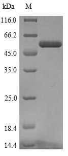 Greater than 90% as determined by SDS-PAGE.