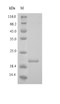 Greater than 90% as determined by SDS-PAGE.Recombinant Human Collagen alpha-1 (COL18A1) Protein (His)