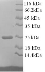 Greater than 90% as determined by SDS-PAGE.